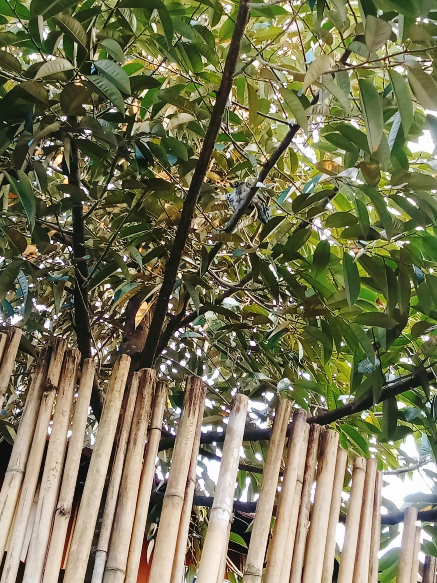 Go Chanh Homestay Cai Rang Extérieur photo
